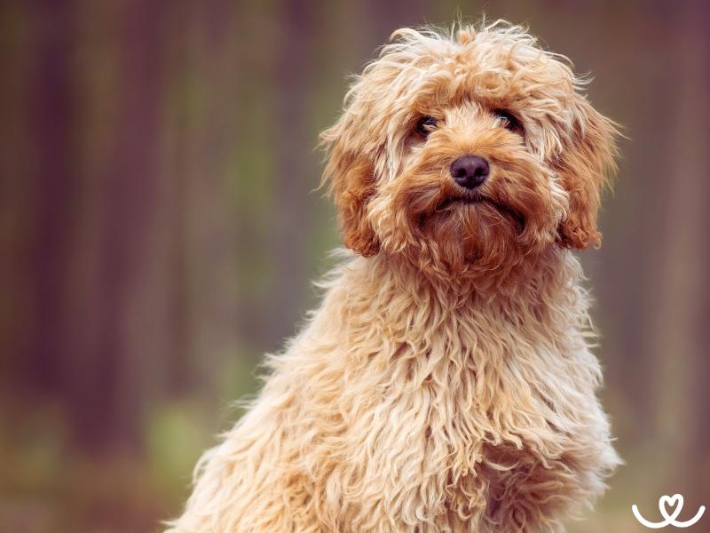 Psi-plemeno-cavapoo (7)